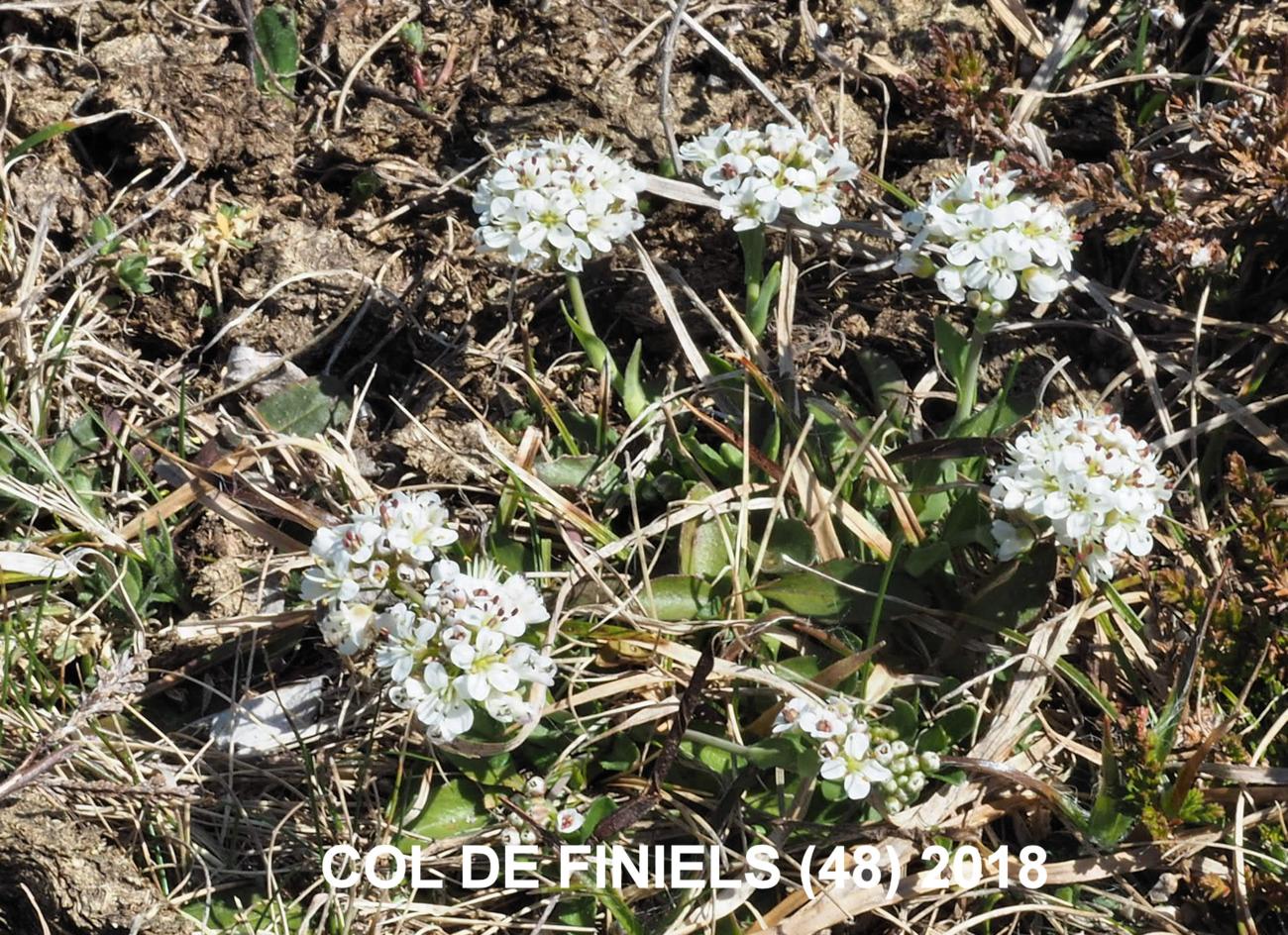 Pennycress, Alpine plant